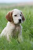 SETTER ANGLAIS 239
